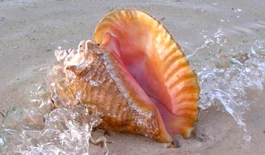 The Big Owl Conch Shell